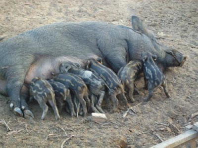 Kỹ thuật nuôi lợn rừng lai