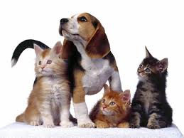 Bệnh dại ở chó, mèo và các biện pháp phòng chống