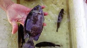 Một số kinh nghiệm nuôi ghép cua với cá dìa