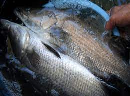 Kỹ thuật ương nuôi cá chẽm (cá vược)