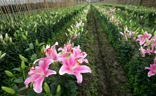 Kỹ thuật trồng hoa ly sorbon
