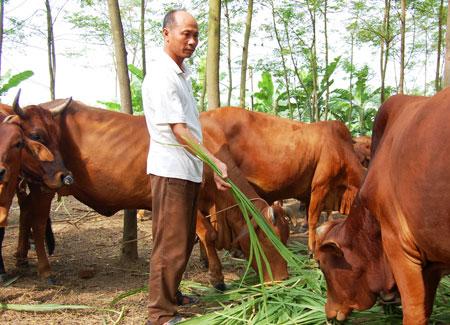 Kỹ thuật chăn nuôi bò thịt gia đình