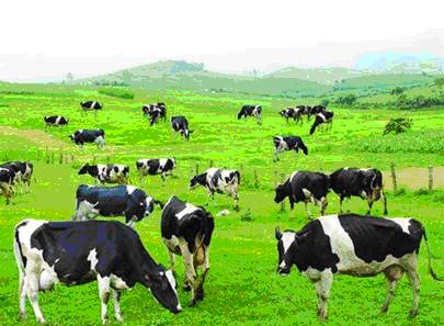 Kỹ thuật chăn nuôi bò sữa - Thành phần và các yếu tố ảnh hưởng đến sản lượng sữa