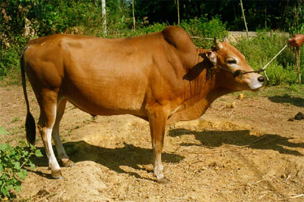 Kỹ thuật nuôi bò cái sinh sản (Bò Laisind)