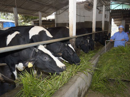 Các giống cỏ trong chăn nuôi bò công nghiệp