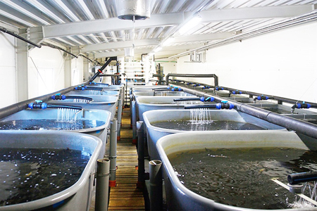 Phương pháp loại bỏ chất thải trong hệ thống nuôi trồng thủy sản tuần hoàn