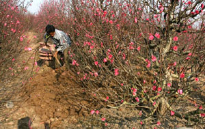 Kỹ thuật sản xuất hoa đào (Prunus persica (L.) batch)