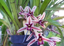 Kỹ thuật nhân giống hoa lan kiếm (Cymbidium sp.) bằng nuôi cấy mô tế bào