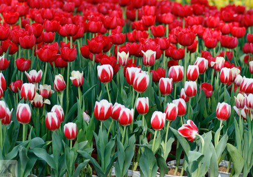 Quy trình kỹ thuật trồng và chăm sóc hoa tulip (tulipa L.)