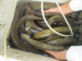 Hướng dẫn thực hành nuôi cá chình