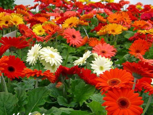 Quy trình kỹ thuật trồng và chăm sóc hoa đồng tiền (Gerbera sp.) trồng chậu