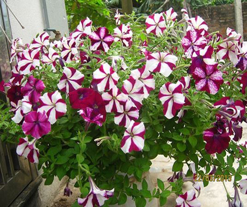 Kỹ thuật trồng và chăm sóc hoa dạ yến thảo (Petunia sp.)