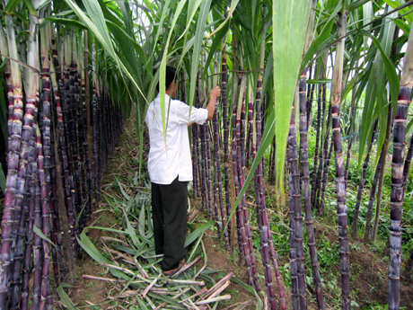 Kỹ thuật trồng mía