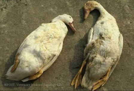 Bệnh dịch tả vịt (Duck Plague)