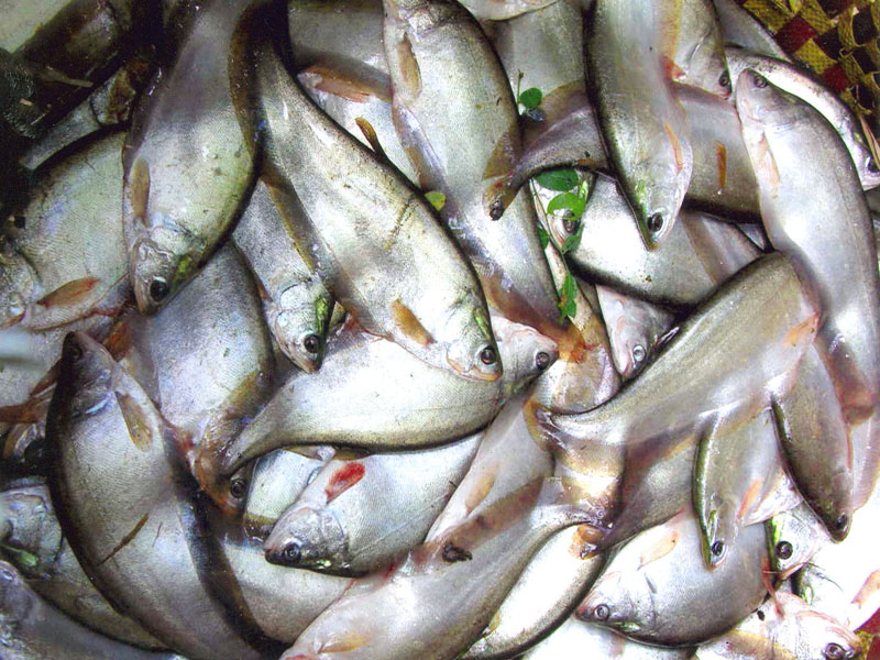 Kỹ thuật nuôi cá thát lát