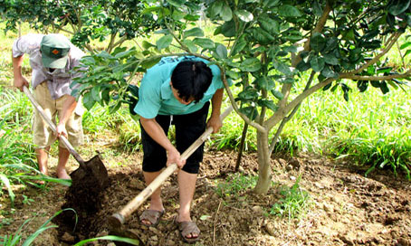 Cách bón phân hiệu quả cho cây ăn trái