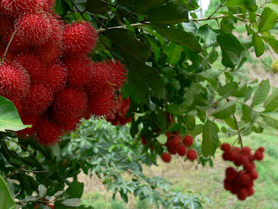 Kỹ thuật trồng chôm chôm Thái