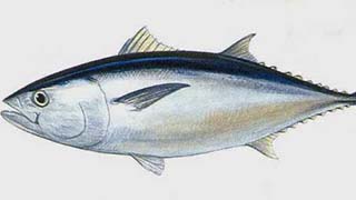 Phòng trị một số bệnh ở cá ngừ nuôi lồng