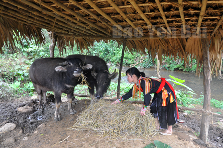 Phòng trị bệnh cước chân ở trâu, bò trong mùa lạnh