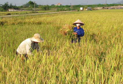 Một số biện pháp kỹ thuật để sản xuất lúa mùa hiệu quả