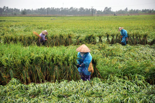 Một số biện pháp kỹ thuật khôi phục sản xuất sau bão