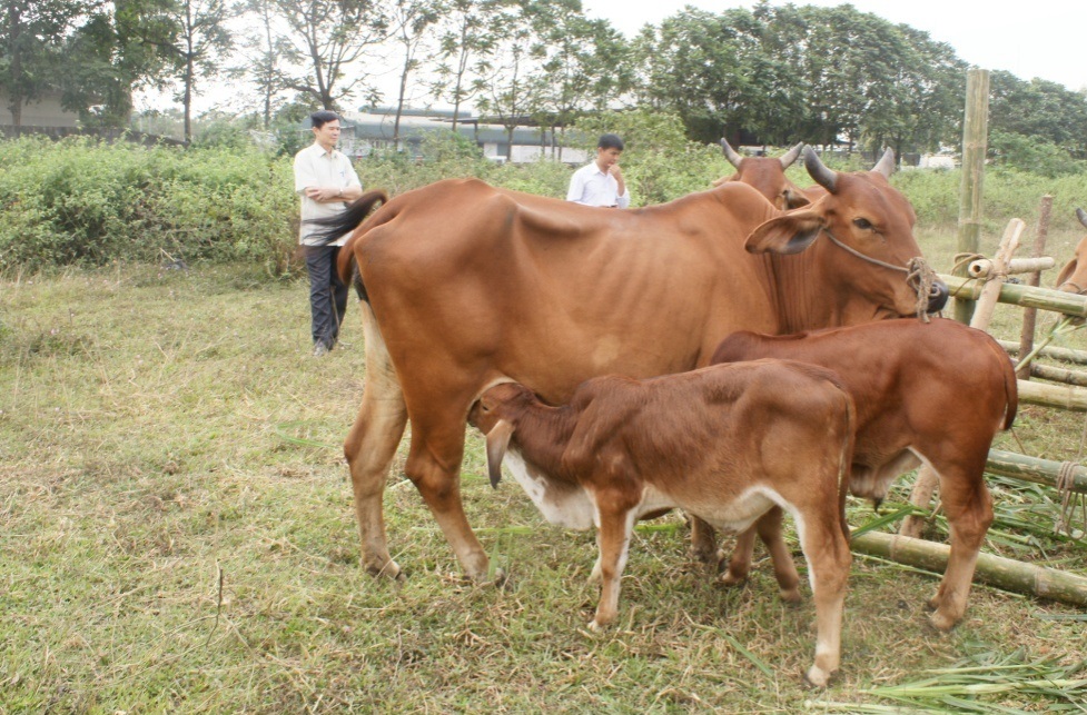 Kỹ thuật chăm sóc, nuôi dưỡng bê theo mẹ