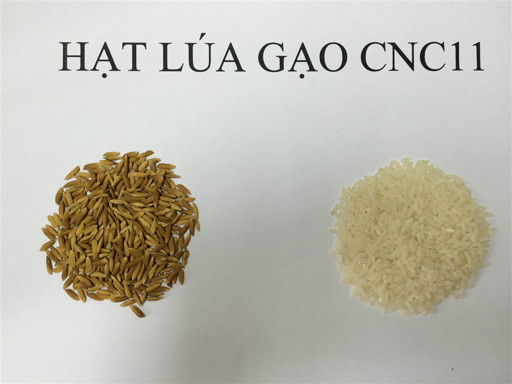 Quy trình thâm canh giống lúa CNC11