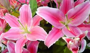 Một số giống hoa lily trồng phổ biến