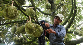 Kỹ thuật trồng cây sầu riêng