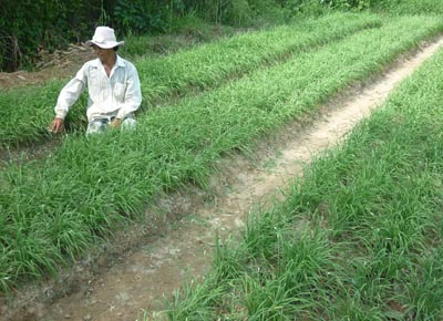 Kỹ thuật trồng và bón phân cho cây hẹ