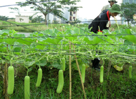 Kỹ thuật trồng và chăm sóc cho cây bầu nhiều quả