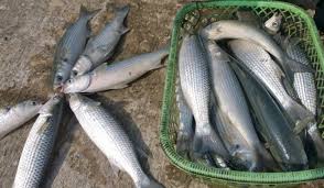 Quy trình kỹ thuật nuôi ghép cá đối mục và tôm sú thương phẩm trong ao đầm nước lợ