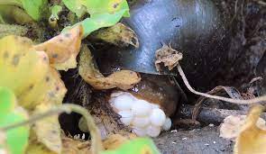 Hướng dẫn nuôi ốc bươu đen sinh sản