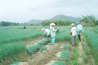 Một số sâu bệnh hại hành và biện pháp phòng trừ