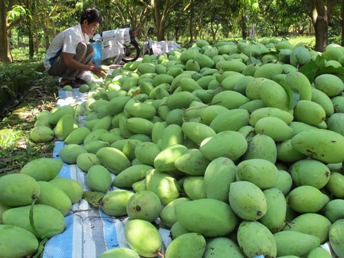 Thu hoạch, bảo quản xoài