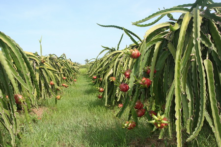 Kỹ thuật trồng và chăm sóc thanh long nghịch vụ