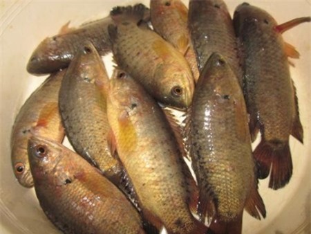 Điều trị bệnh nấm nhớt trên cá rô đồng