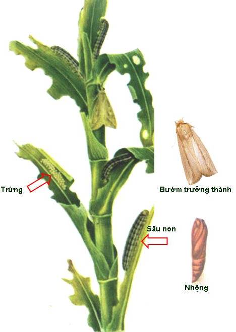 Phòng trừ sâu cắn lá ngô