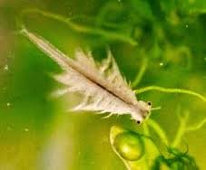 Kỹ thuật ấp Artemia làm thức ăn cho ấu trùng tôm