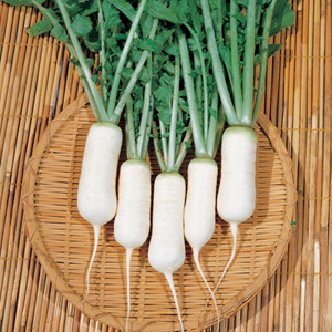 Củ cải trắng - Thuốc quý cho sức khỏe mùa đông