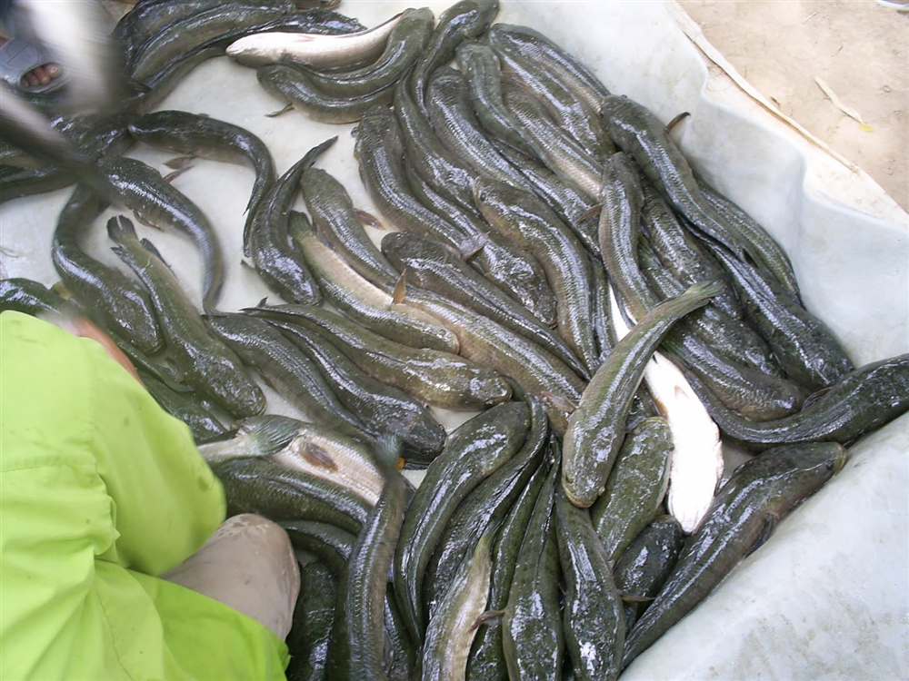 Kỹ thuật nuôi cá lóc đầu nhím thương phẩm
