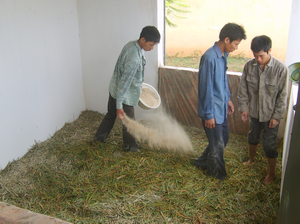 Quy trình ủ chua cỏ xanh dự trữ làm thức ăn cho gia súc