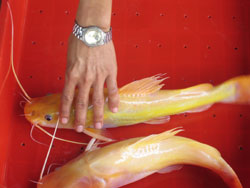 Kỹ thuật nuôi cá lăng vàng