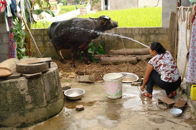 Phòng chống nóng cho gia súc, gia cầm