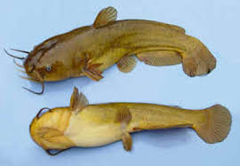 Kỹ thuật sinh sản nhân tạo cá trê vàng