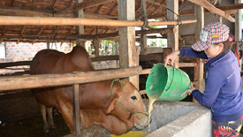 Phòng chống thiếu nước cho vật nuôi