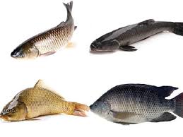 Kỹ thuật ương cá chép V1 trực tiếp từ cá bột lên cá giống