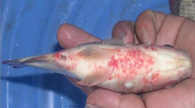 Bệnh liên cầu khuẩn trên cá rô phi