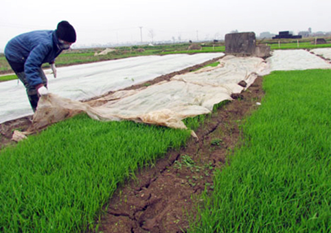 Kỹ thuật gieo cấy mạ non vụ chiêm xuân