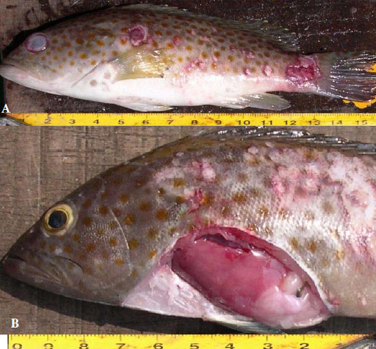 Bệnh virut mùa xuân trên cá và biện pháp phòng bệnh tổng hợp